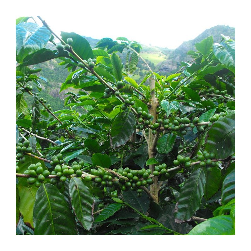 Saint Hélène Peaberries 250g - Café d' Atlantique