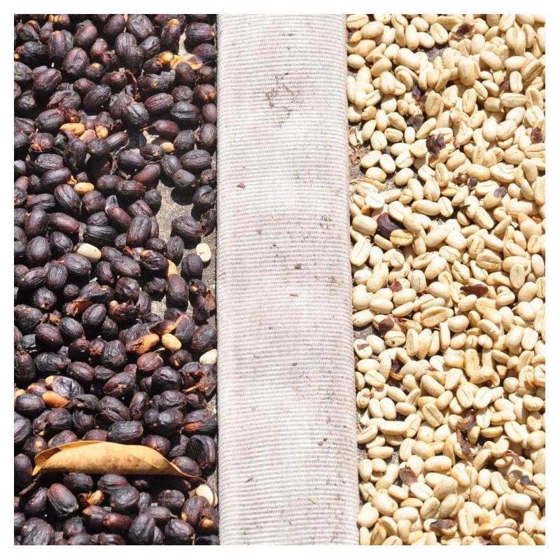 Panama Geisha Esmeralda Special 250g - Café d' Amérique du Nord