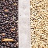 Panama Geisha Esmeralda Special 250g - Café d' Amérique du Nord