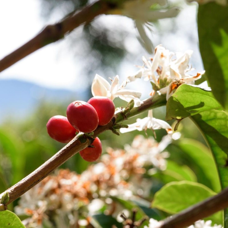 Panama Geisha Esmeralda Special 250g - Café d' Amérique du Nord