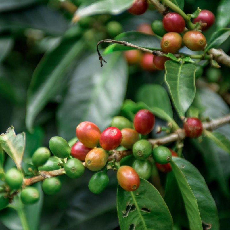 Panama Geisha Esmeralda Special 250g - Café d' Amérique du Nord