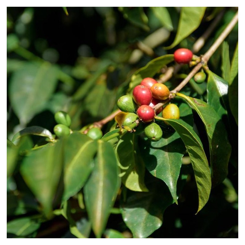 Panama Geisha Esmeralda Special 250g - Café d' Amérique du Nord