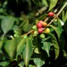 Panama Geisha Esmeralda Special 250g - Café d' Amérique du Nord