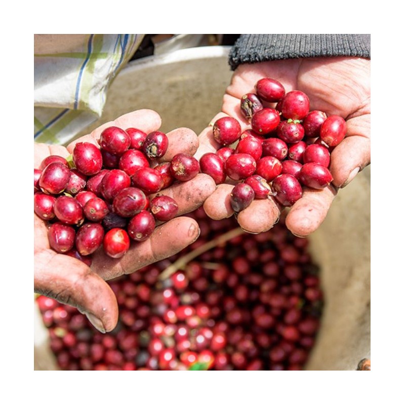 Panama Geisha Esmeralda Special 250g - Café d' Amérique du Nord