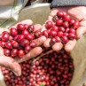 Panama Geisha Esmeralda Special 250g - Café d' Amérique du Nord