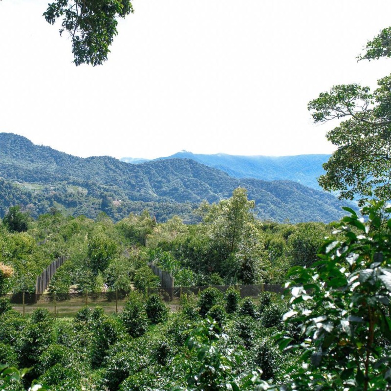 Panama Geisha Esmeralda Special 250g - Café d' Amérique du Nord