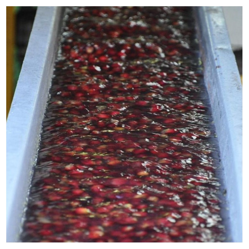 Panama Geisha Esmeralda Special 250g - Café d' Amérique du Nord