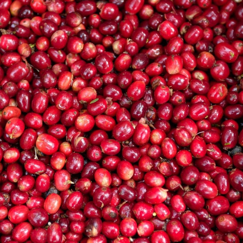 Panama Geisha Esmeralda Special 250g - Café d' Amérique du Nord