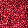 Panama Geisha Esmeralda Special 250g - Café d' Amérique du Nord