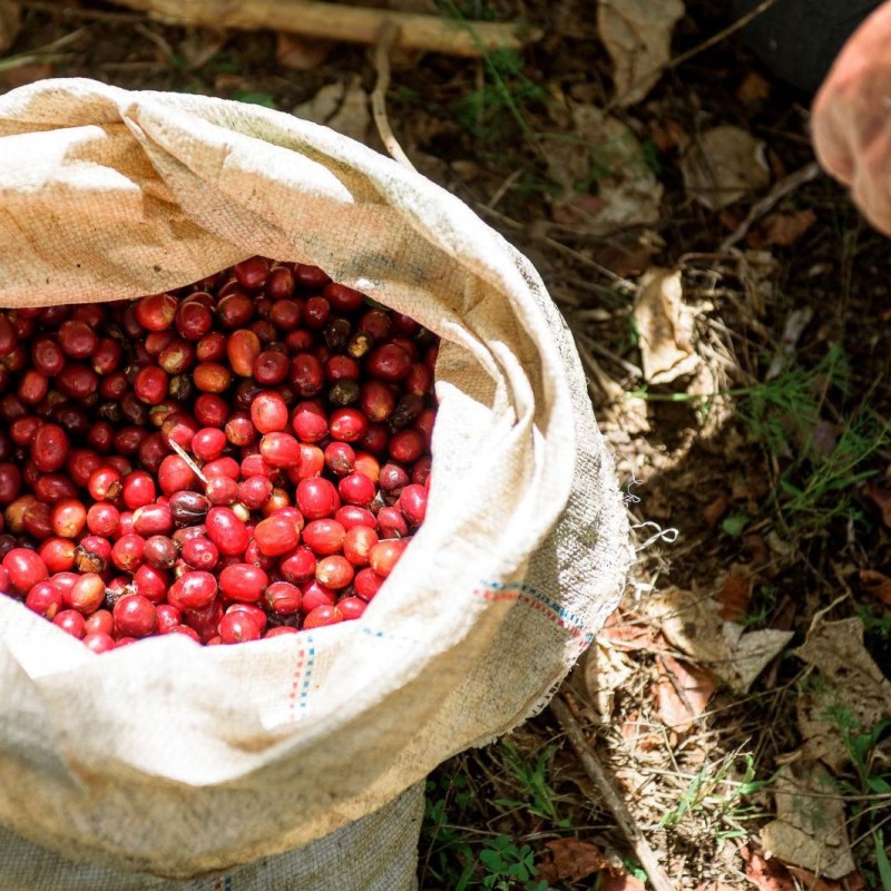 Panama Geisha Esmeralda Special 250g - Café d' Amérique du Nord