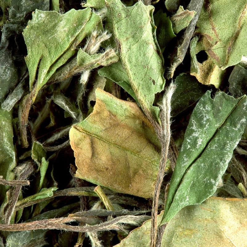 Morceaux de feuilles de toute sorte à l’état naturel Morceaux de feuilles de toute sorte à l’état naturel